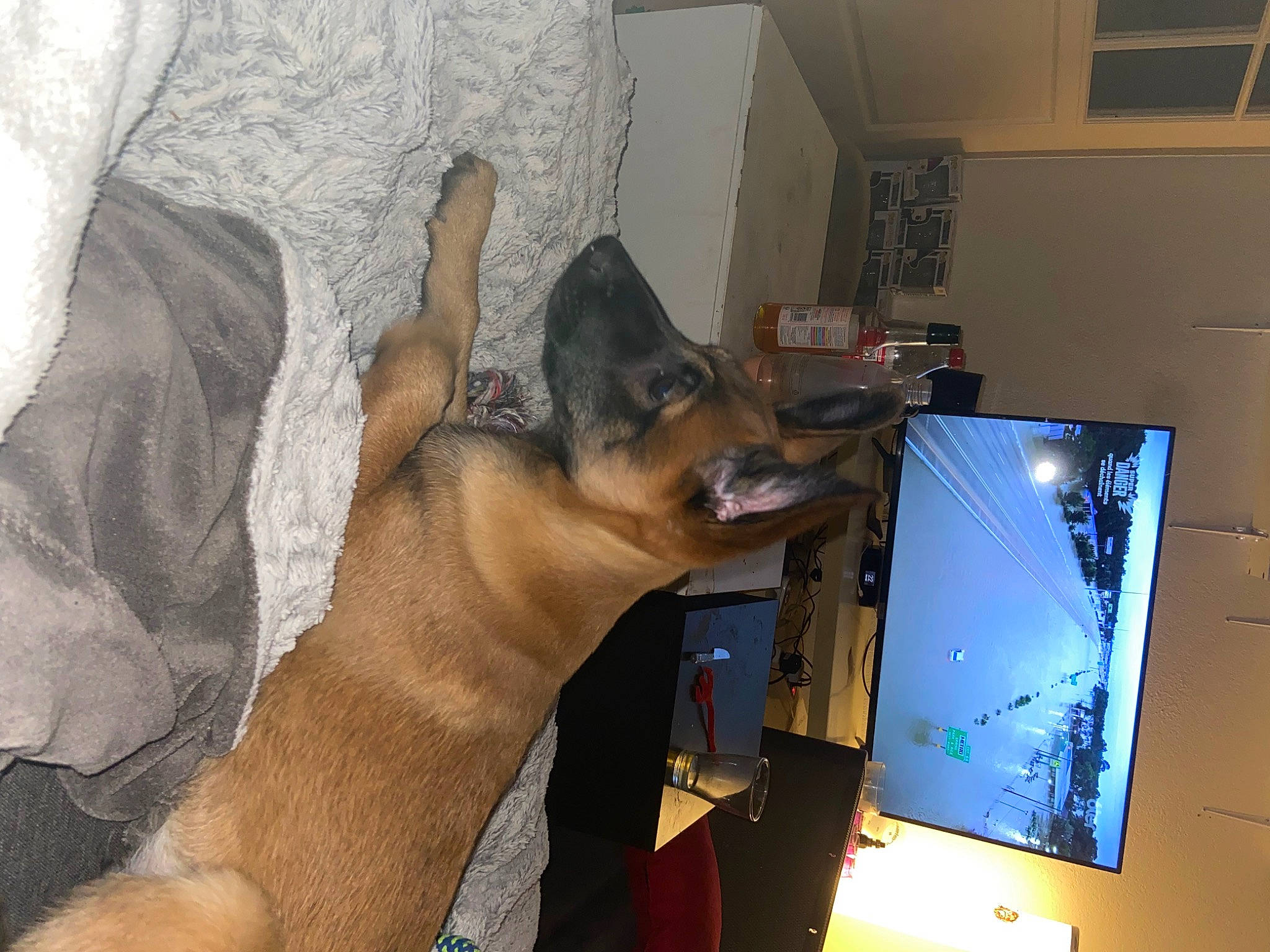 Texas a rejoint le concours — aidez-le/la à gagner de superbes lots ! carnivore, comfort, companion_dog, computer, computer_hardware, computer_keyboard, computer_monitor, desk, dog, dog_breed, fawn, felidae, input_device, output_device, peripheral, personal_computer, small_to_medium_sized_cats, snout, sporting_group, whiskers