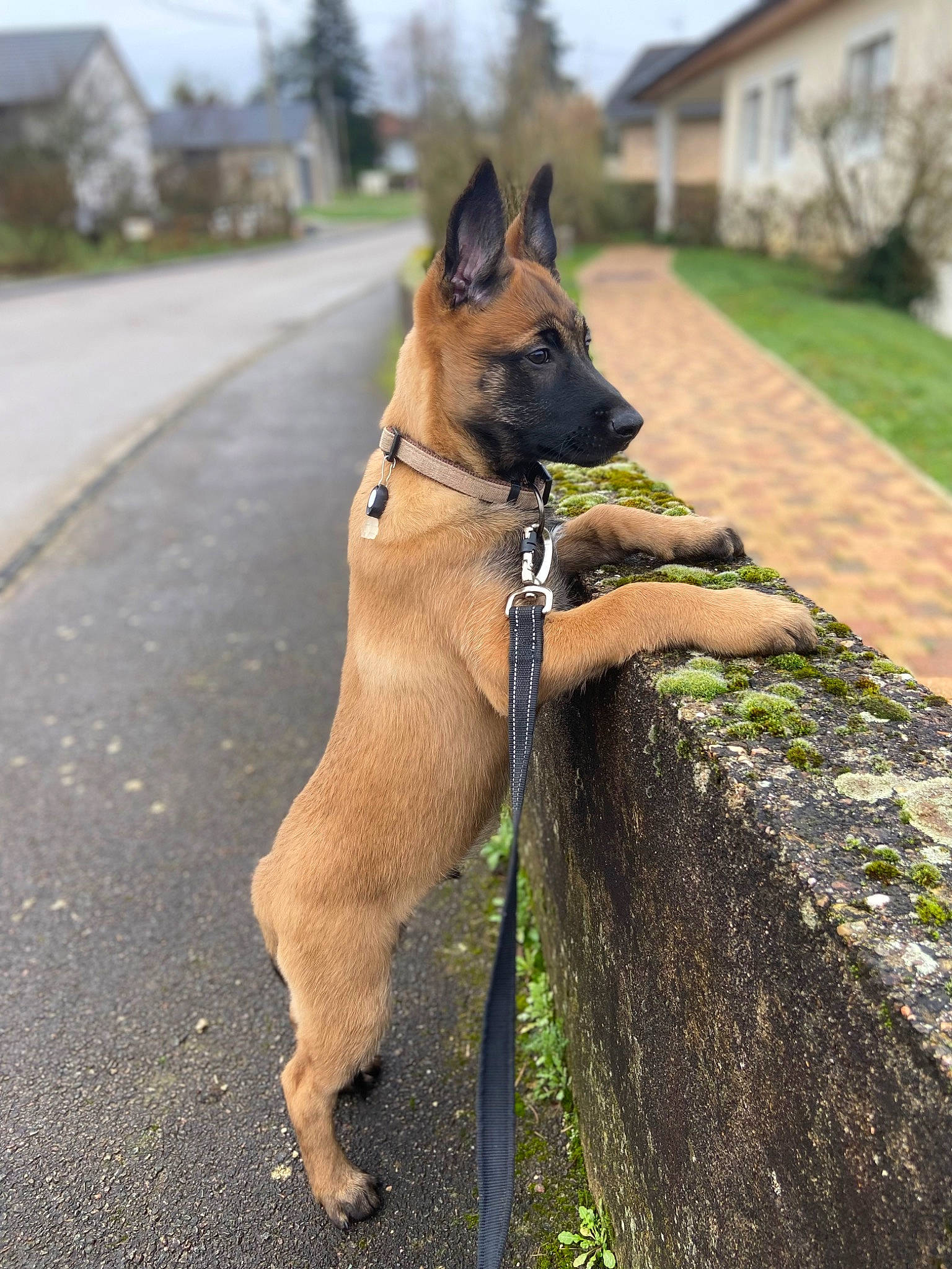 Texas a rejoint le concours — aidez-le/la à gagner de superbes lots ! building, canidae, carnivore, collar, companion_dog, dog, dog_breed, dog_collar, dog_supply, fawn, leash, pet_supply, plant, road_surface, sky, snout, sporting_group, tail, tree, working_animal