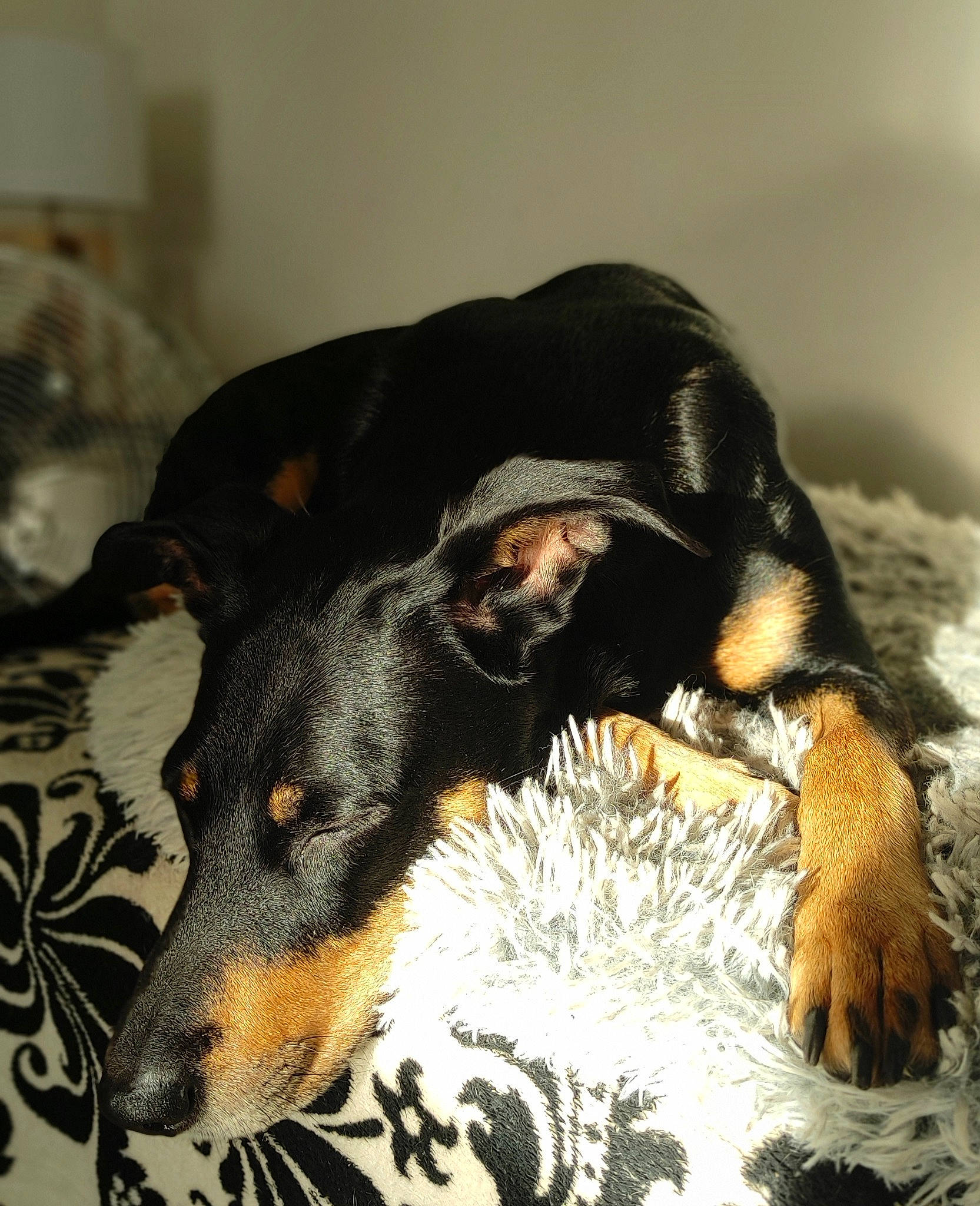 Freyjä a rejoint le concours — aidez-le/la à gagner de superbes lots ! canidae, carnivore, collar, comfort, companion_dog, dobermann, dog, dog_breed, dog_supply, fur, guard_dog, montenegrin_mountain_hound, pet_supply, pinscher, snout, sporting_group, terrestrial_animal, toy_dog, whiskers, working_animal