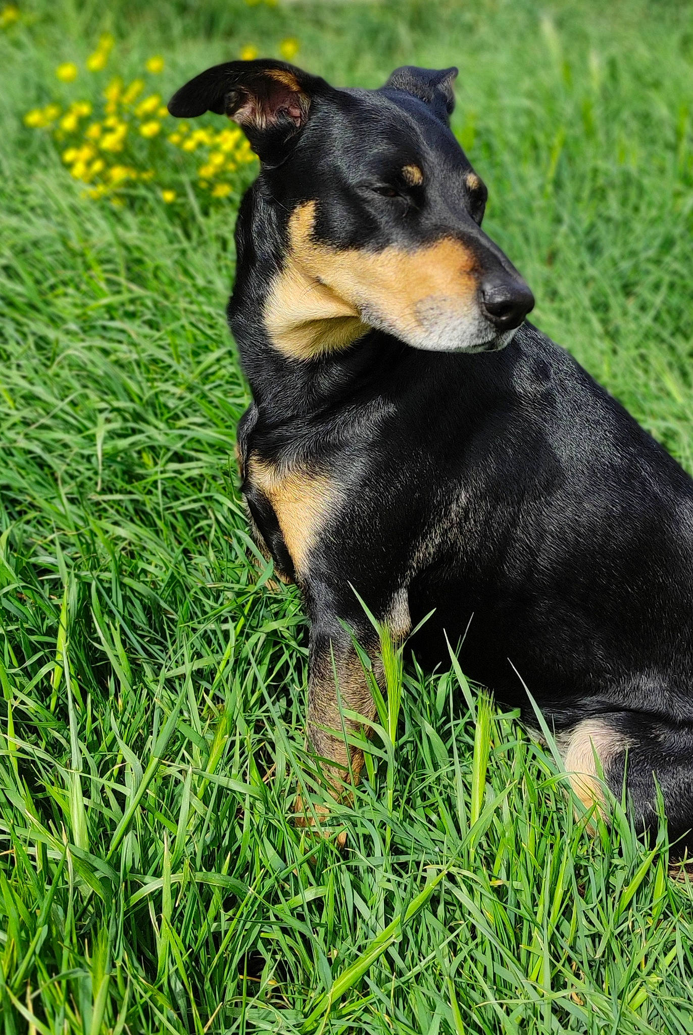 Freyjä a rejoint le concours — aidez-le/la à gagner de superbes lots ! canidae, carnivore, companion_dog, dog, dog_breed, grass, grassland, groundcover, guard_dog, hunting_dog, people_in_nature, pinscher, plant, puppy, snout, sporting_group, terrestrial_animal, working_animal, working_dog