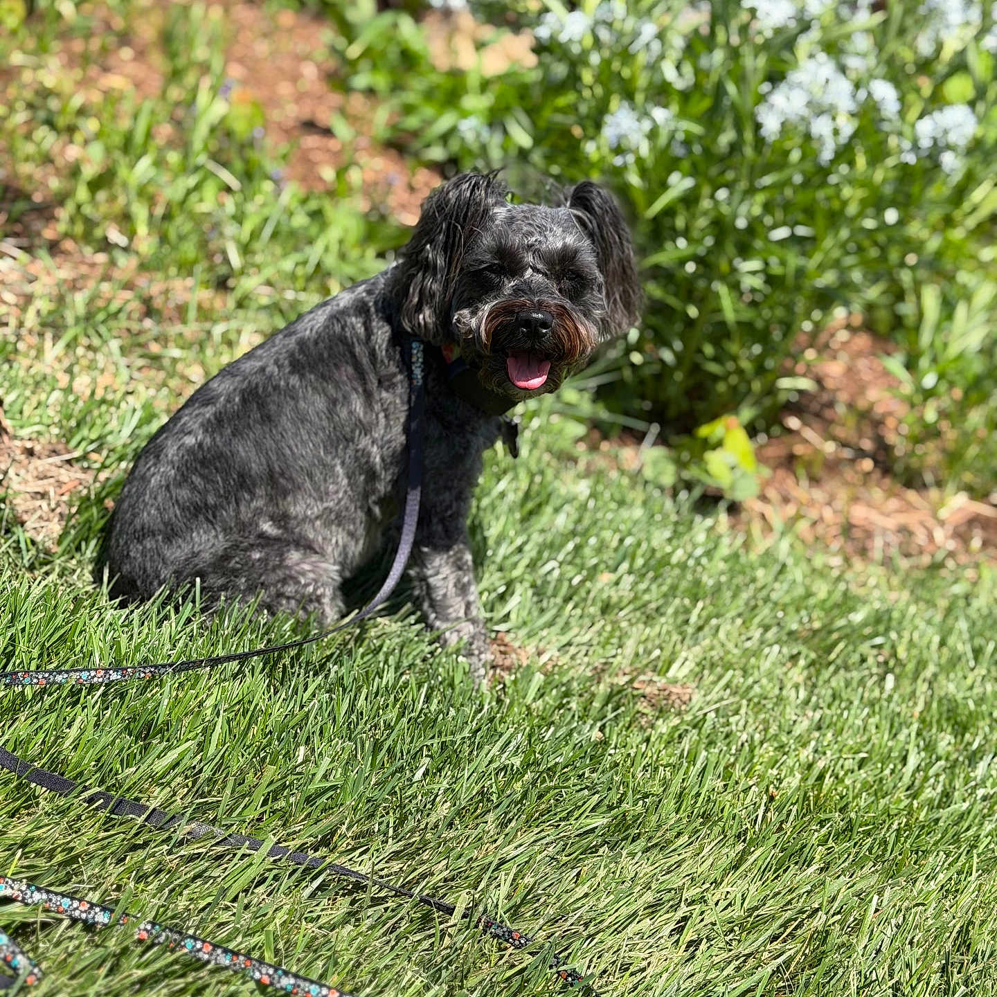 Rosie is registered to the contest to win money with this photo: dog, black_dog, grass, leash, flowerbed, greenery, outdoor, pet, happy, panting, sunlight, nature, garden, canine, sitting, summer, fur, animal, daytime, playful