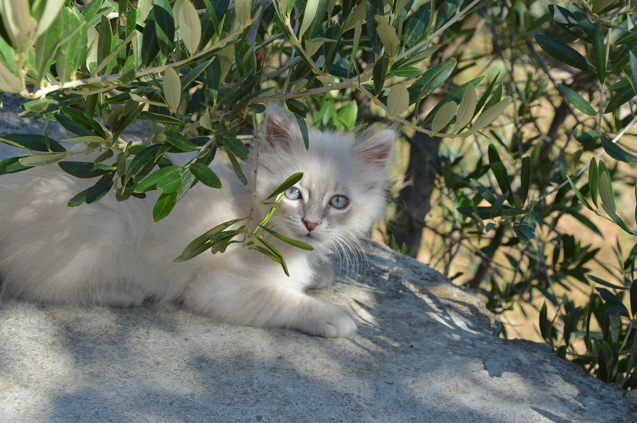Choupi participe au concours pour gagner de l'argent avec cette photo : branch, carnivore, cat, domestic_short_haired_cat, fawn, felidae, fur, grass, paw, plant, plant_stem, sitting, small_to_medium_sized_cats, snout, tail, terrestrial_animal, tree, twig, whiskers, wildlife