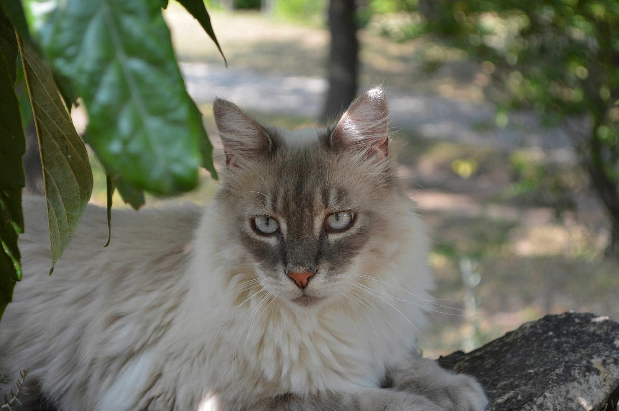 Choupi