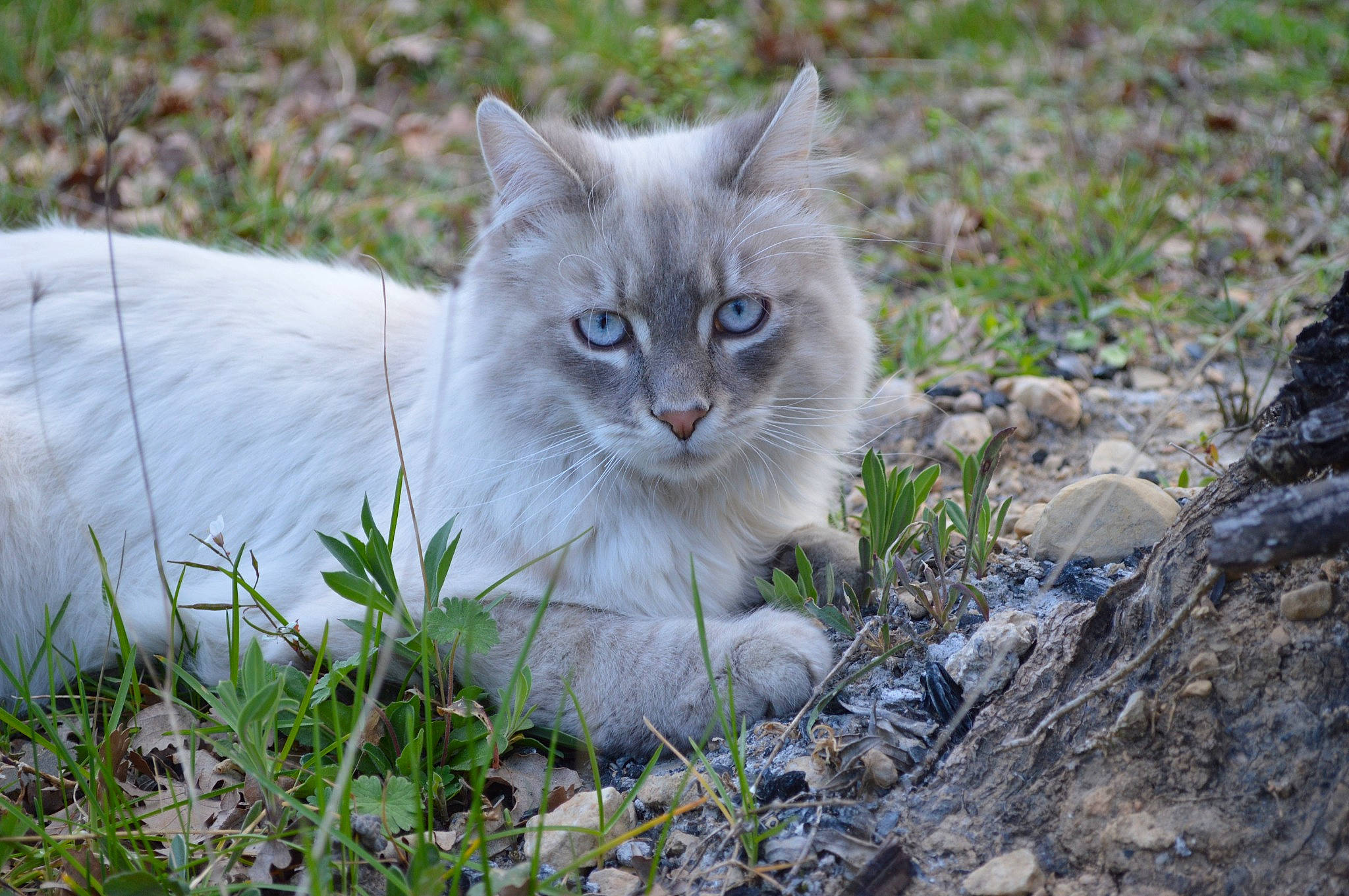 Choupi a rejoint le concours — aidez-le/la à gagner de superbes lots ! british_longhair, carnivore, cat, eye, fawn, felidae, fur, grass, groundcover, hair, herbaceous_plant, iris, plant, small_to_medium_sized_cats, snout, tail, terrestrial_animal, tree, whiskers, wildlife
