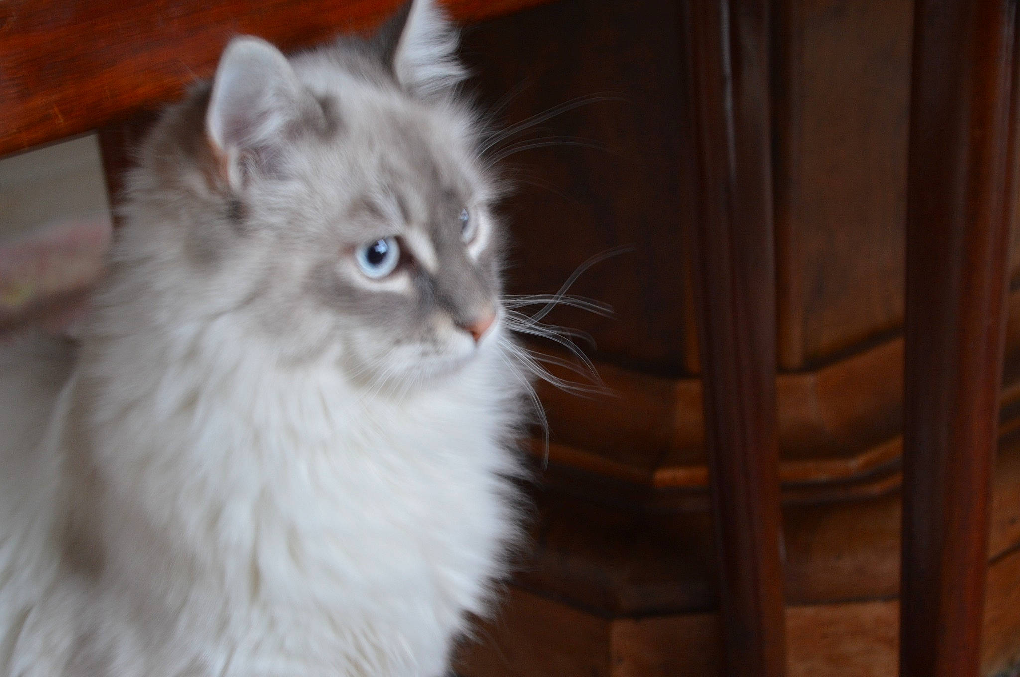 Choupi participe au concours pour gagner de l'argent avec cette photo : british_longhair, carnivore, cat, felidae, fur, hardwood, small_to_medium_sized_cats, snout, terrestrial_animal, varnish, whiskers, wood