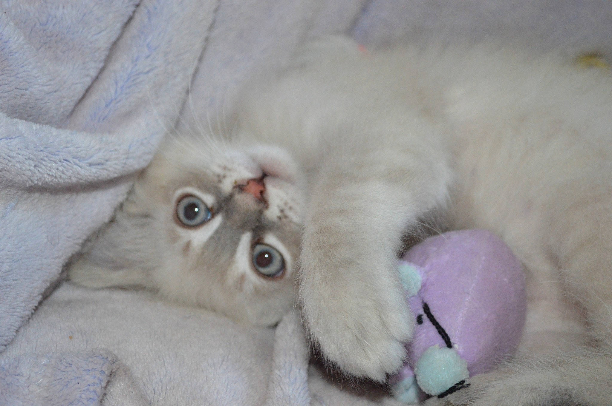 Choupi participe au concours pour gagner de l'argent avec cette photo : carnivore, cat, claw, comfort, domestic_short_haired_cat, fawn, felidae, fur, paw, small_to_medium_sized_cats, snout, whiskers