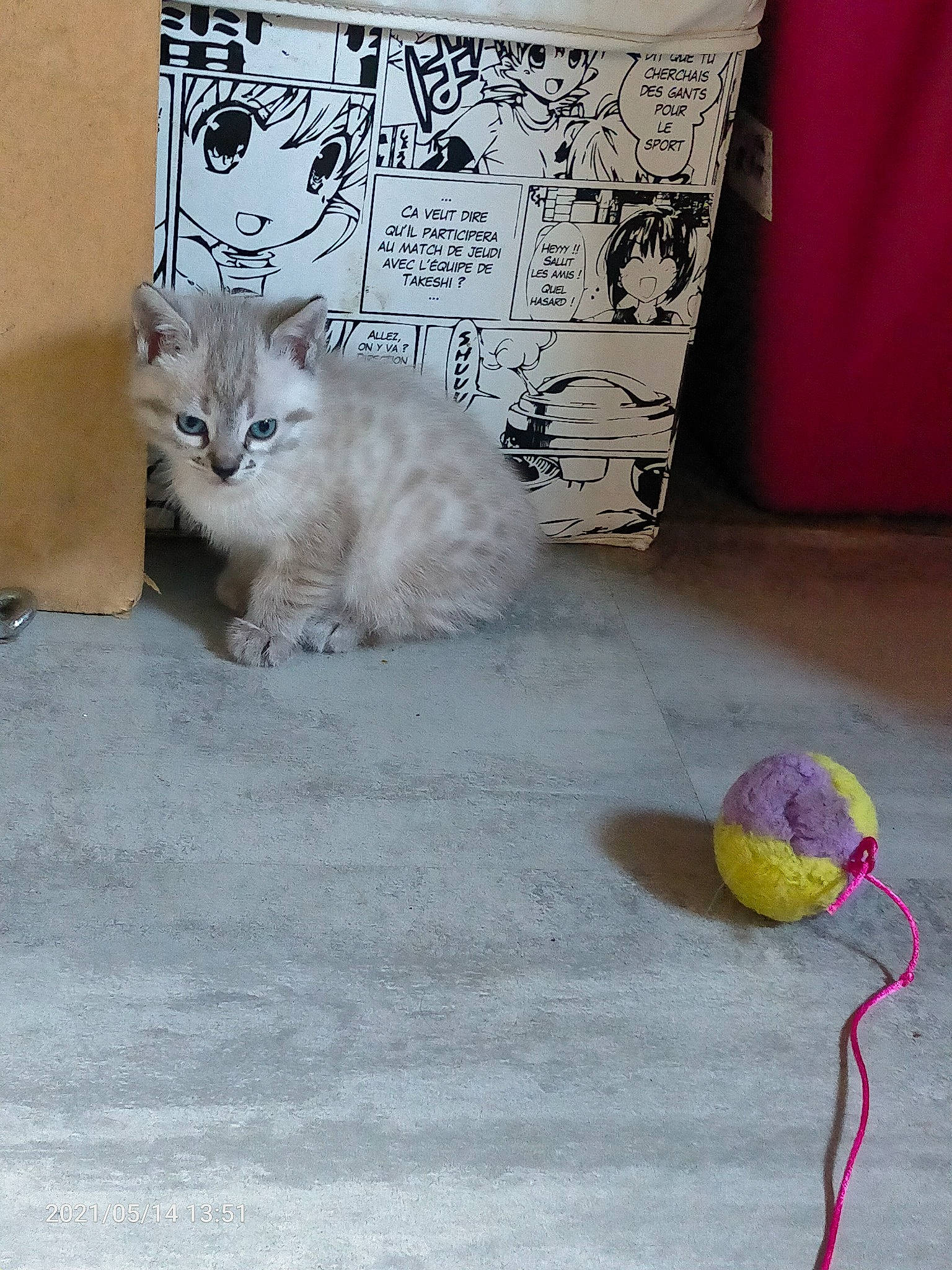 Féline participe au concours pour gagner de l'argent avec cette photo : ball, carnivore, cat, dog_toy, domestic_short_haired_cat, drinkware, felidae, flooring, font, fur, hardwood, linens, pillow, small_to_medium_sized_cats, tail, tennis_ball, textile, throw_pillow, whiskers, wood