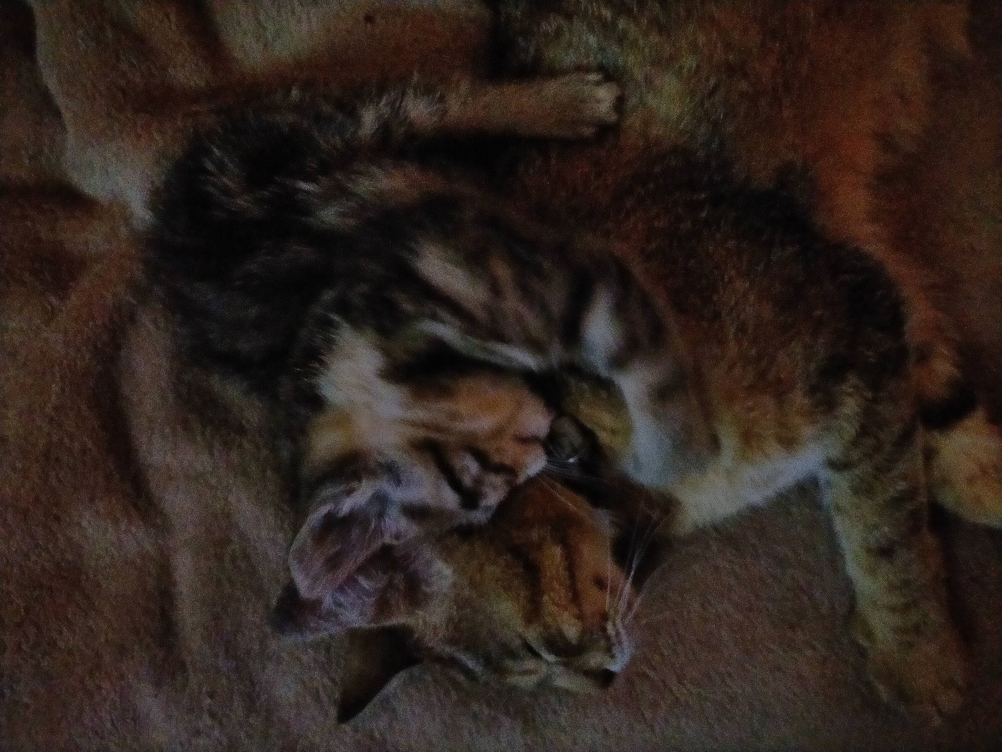 Féline a rejoint le concours — aidez-le/la à gagner de superbes lots ! big_cats, carnivore, cat, claw, comfort, darkness, domestic_short_haired_cat, fawn, felidae, fur, mammal, nap, paw, sleep, small_to_medium_sized_cats, snout, tail, terrestrial_animal, whiskers, wood