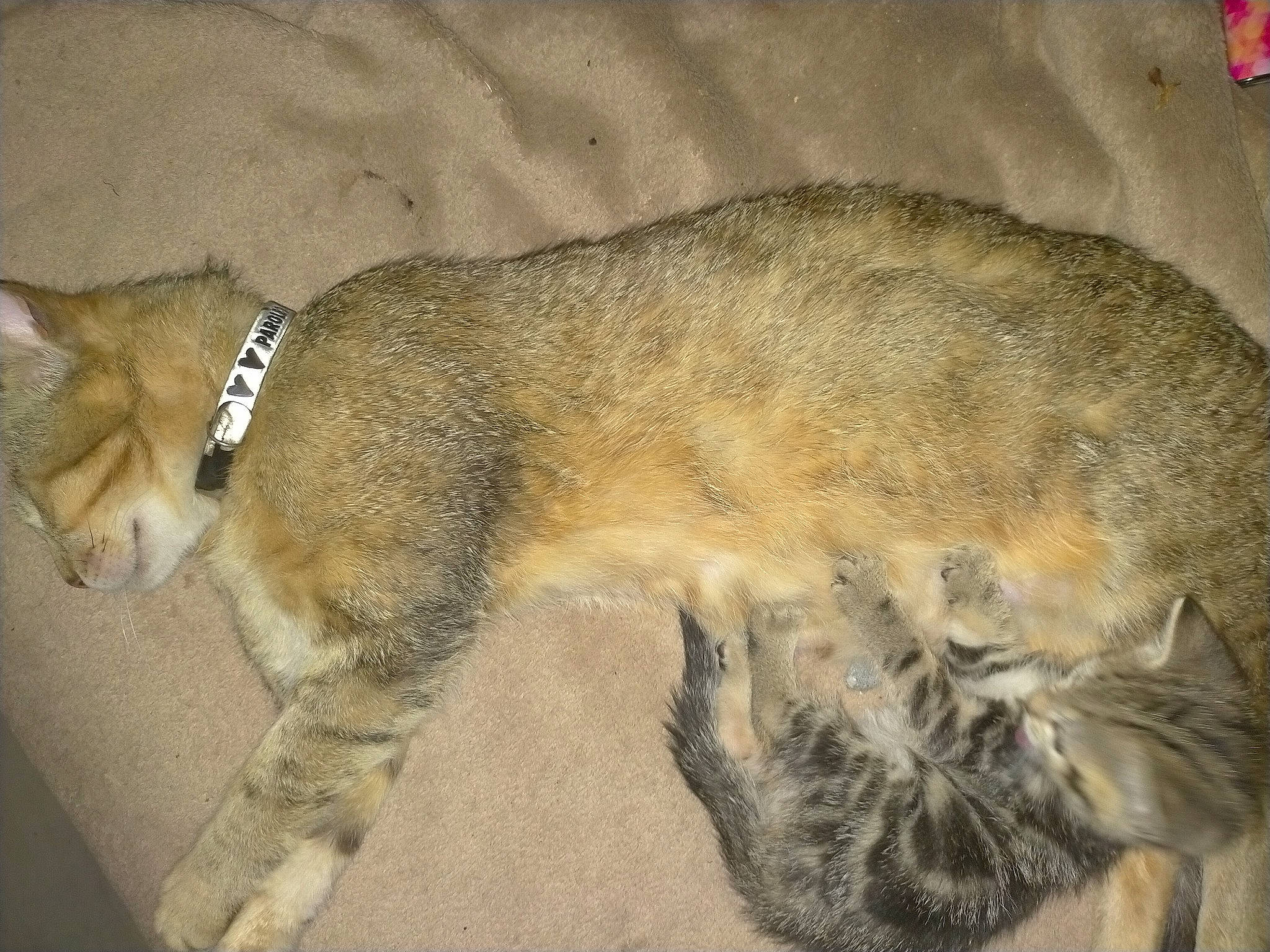 Féline participe au concours pour gagner de l'argent avec cette photo : canidae, carnivore, cat, claw, comfort, dog_breed, domestic_short_haired_cat, felidae, fur, nap, paw, sleep, small_to_medium_sized_cats, sporting_group, tail, terrestrial_animal, whiskers, wildlife