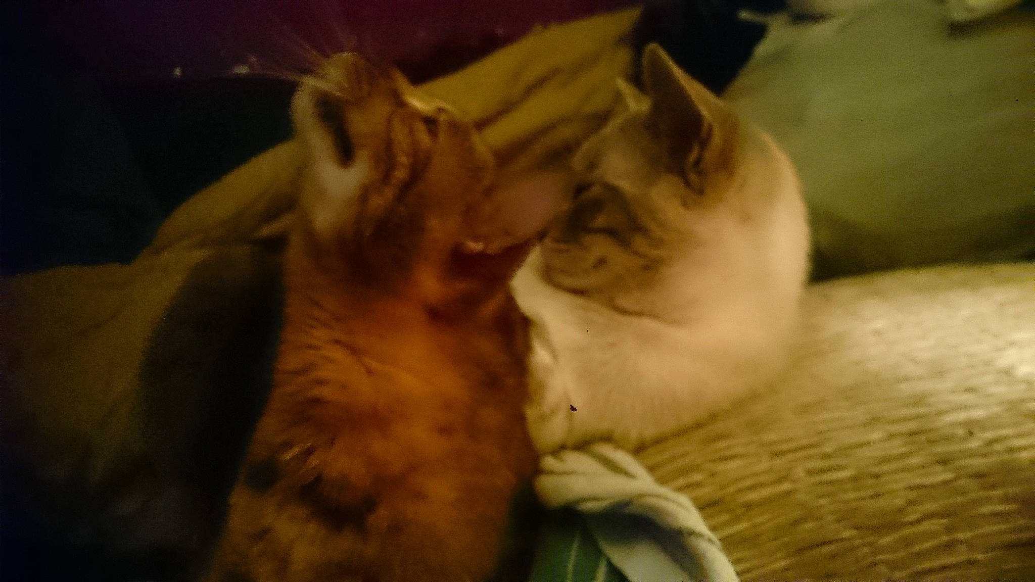 Daylha participe au concours pour gagner de l'argent avec cette photo : brown, canidae, carnivore, cat, claw, comfort, darkness, dog_breed, domestic_short_haired_cat, ear, fawn, felidae, fur, nap, paw, sleep, small_to_medium_sized_cats, tail, whiskers