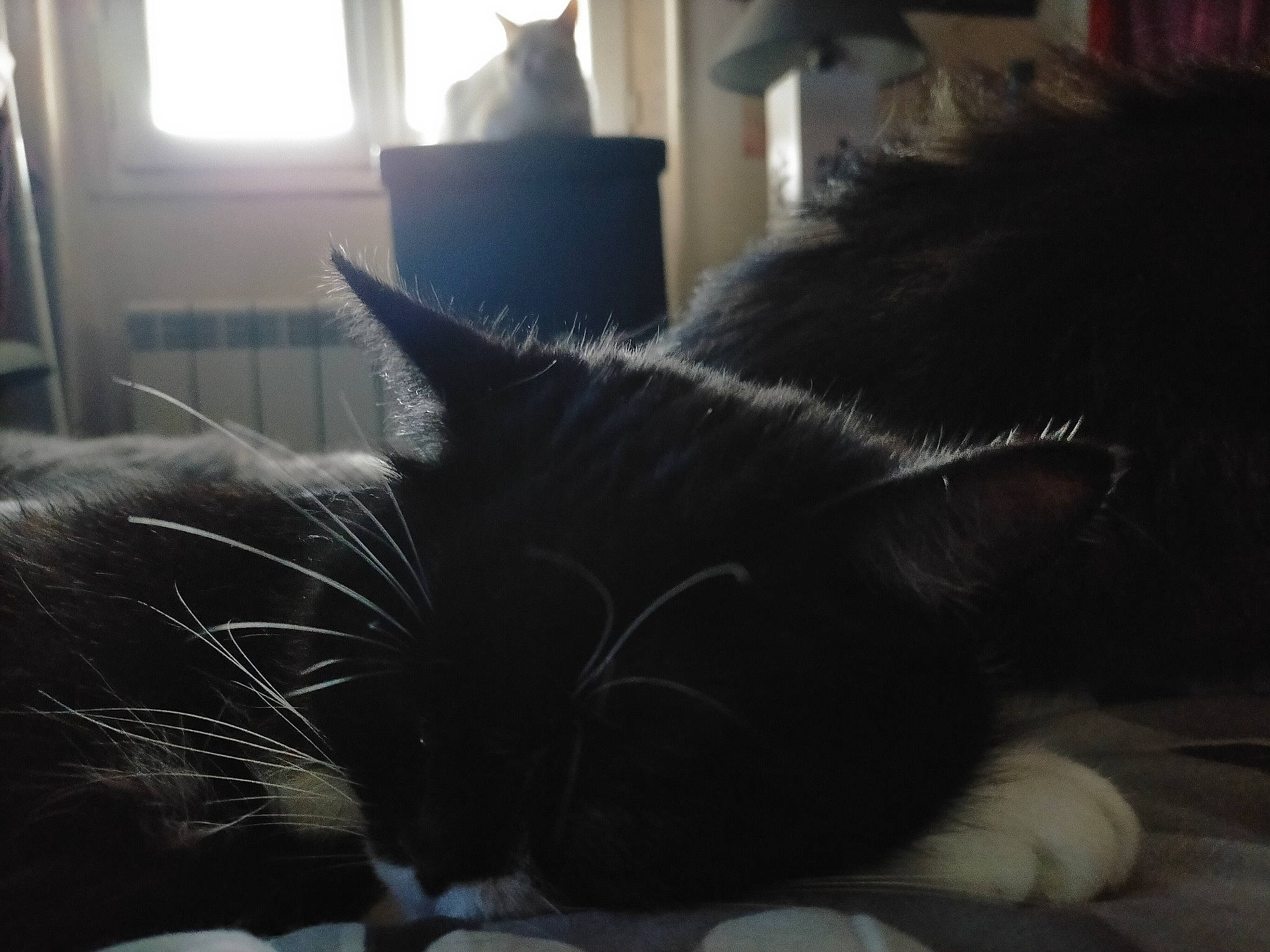 Nasca participe au concours pour gagner de l'argent avec cette photo : black, carnivore, cat, cloud, comfort, domestic_short_haired_cat, ear, felidae, fur, grey, light, mammal, sky, small_to_medium_sized_cats, snout, sunlight, tail, vertebrate, whiskers, window