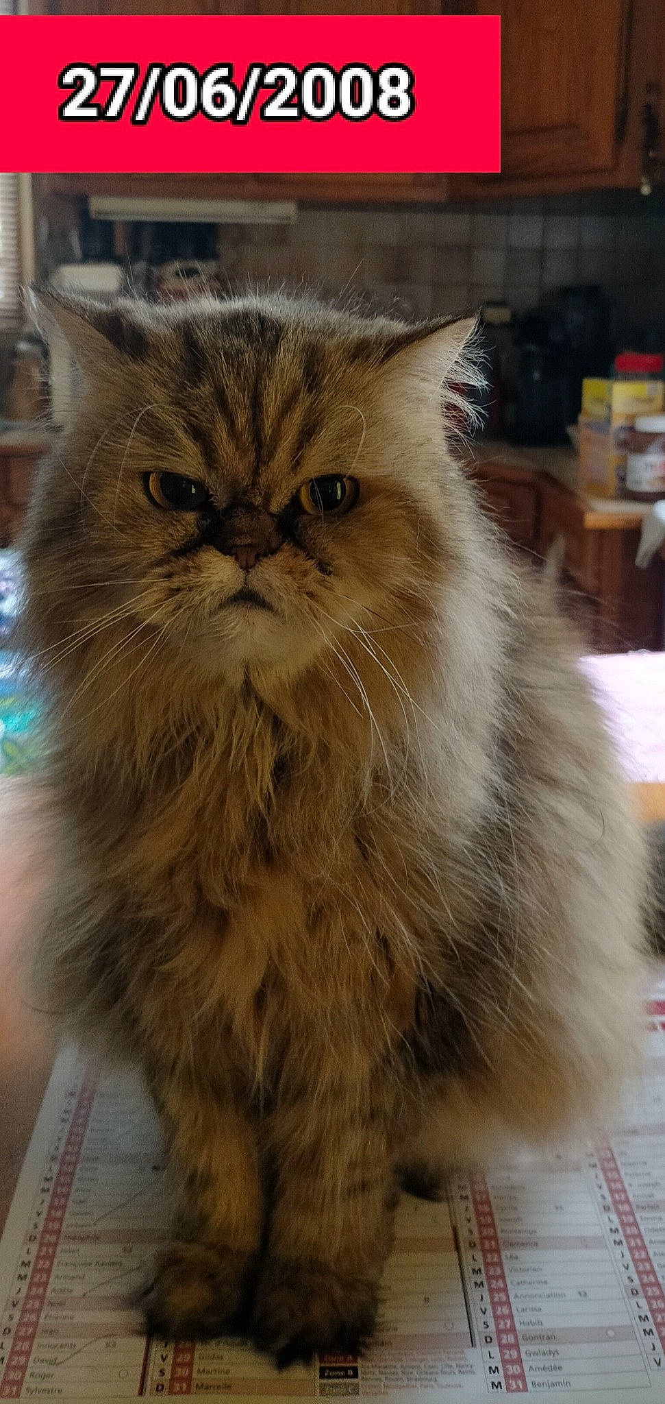 Dulci participe au concours pour gagner de l'argent avec cette photo : box, british_longhair, carnivore, cat, fawn, felidae, flooring, fur, iris, persian, plant, small_to_medium_sized_cats, snout, terrestrial_animal, whiskers