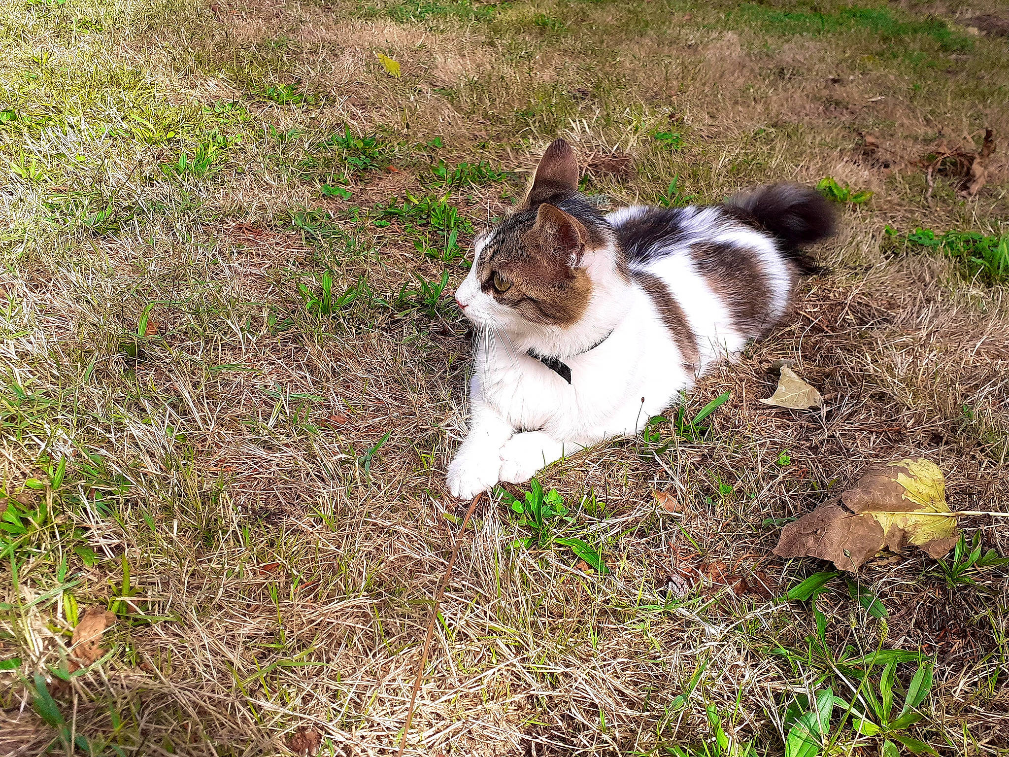 Pin'Up participe au concours pour gagner de l'argent avec cette photo : canidae, carnivore, cat, companion_dog, dog_breed, domestic_short_haired_cat, fawn, felidae, fur, grass, groundcover, paw, plant, small_to_medium_sized_cats, snout, soil, sporting_group, tail, terrestrial_animal, whiskers