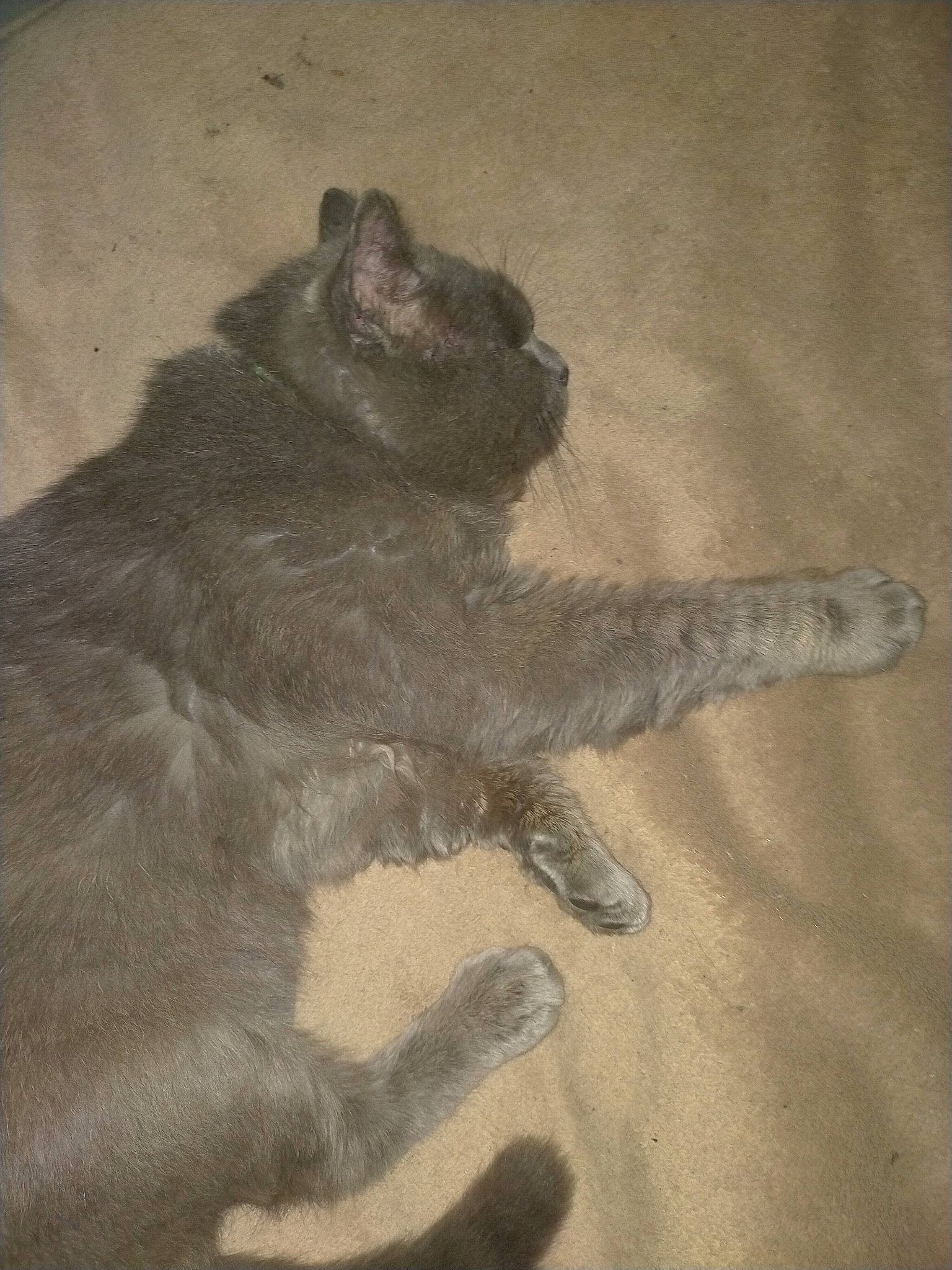 Onizuka participe au concours pour gagner de l'argent avec cette photo : black_cat, canidae, carnivore, cat, claw, comfort, dog_breed, domestic_short_haired_cat, fawn, felidae, flooring, fur, grey, paw, small_to_medium_sized_cats, snout, tail, terrestrial_animal, whiskers, wood