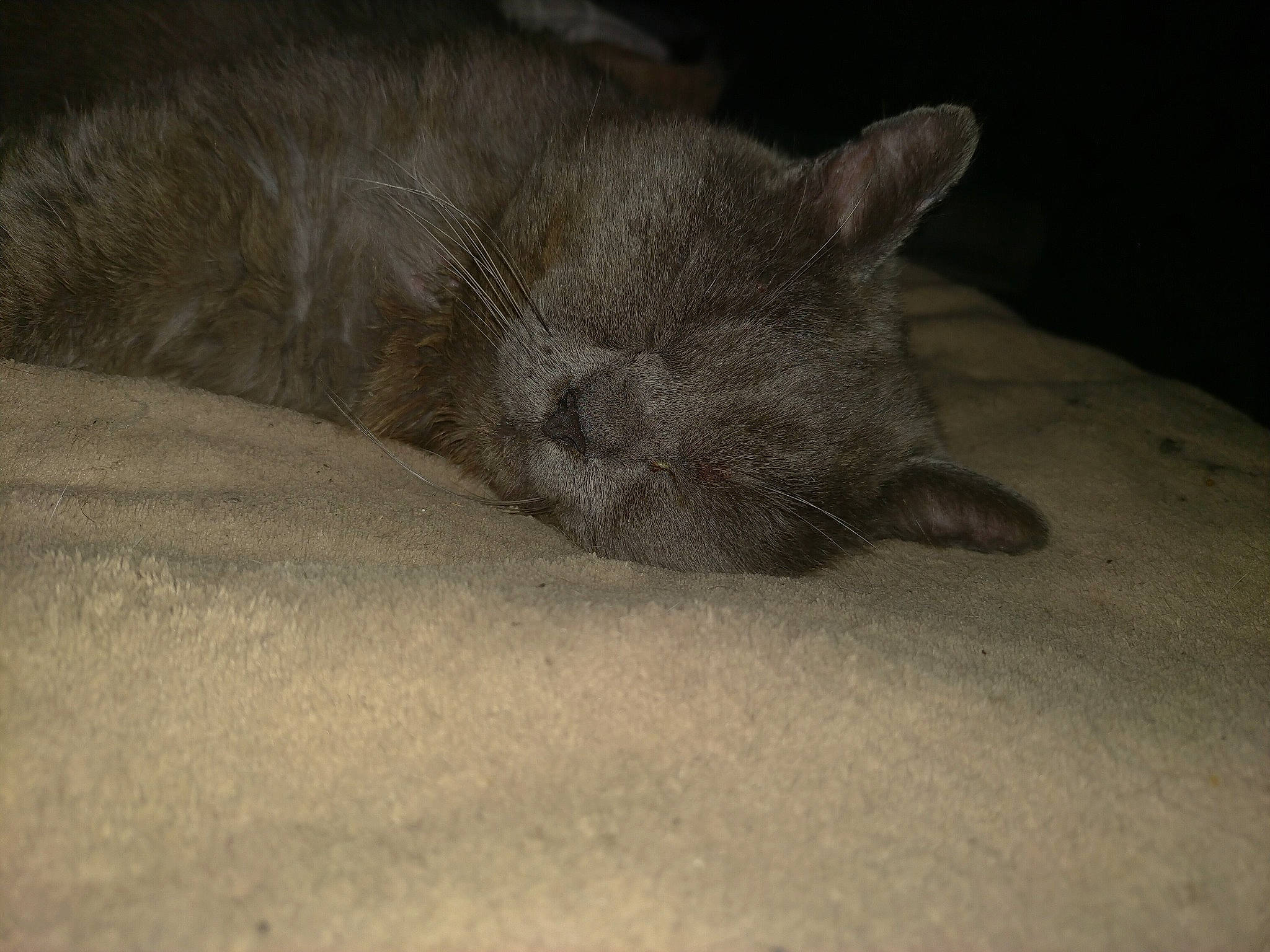 Onizuka a rejoint le concours — aidez-le/la à gagner de superbes lots ! carnivore, cat, claw, comfort, domestic_short_haired_cat, eye, felidae, fur, grey, nap, paw, russian_blue, sleep, small_to_medium_sized_cats, snout, tail, terrestrial_animal, whiskers, wildlife