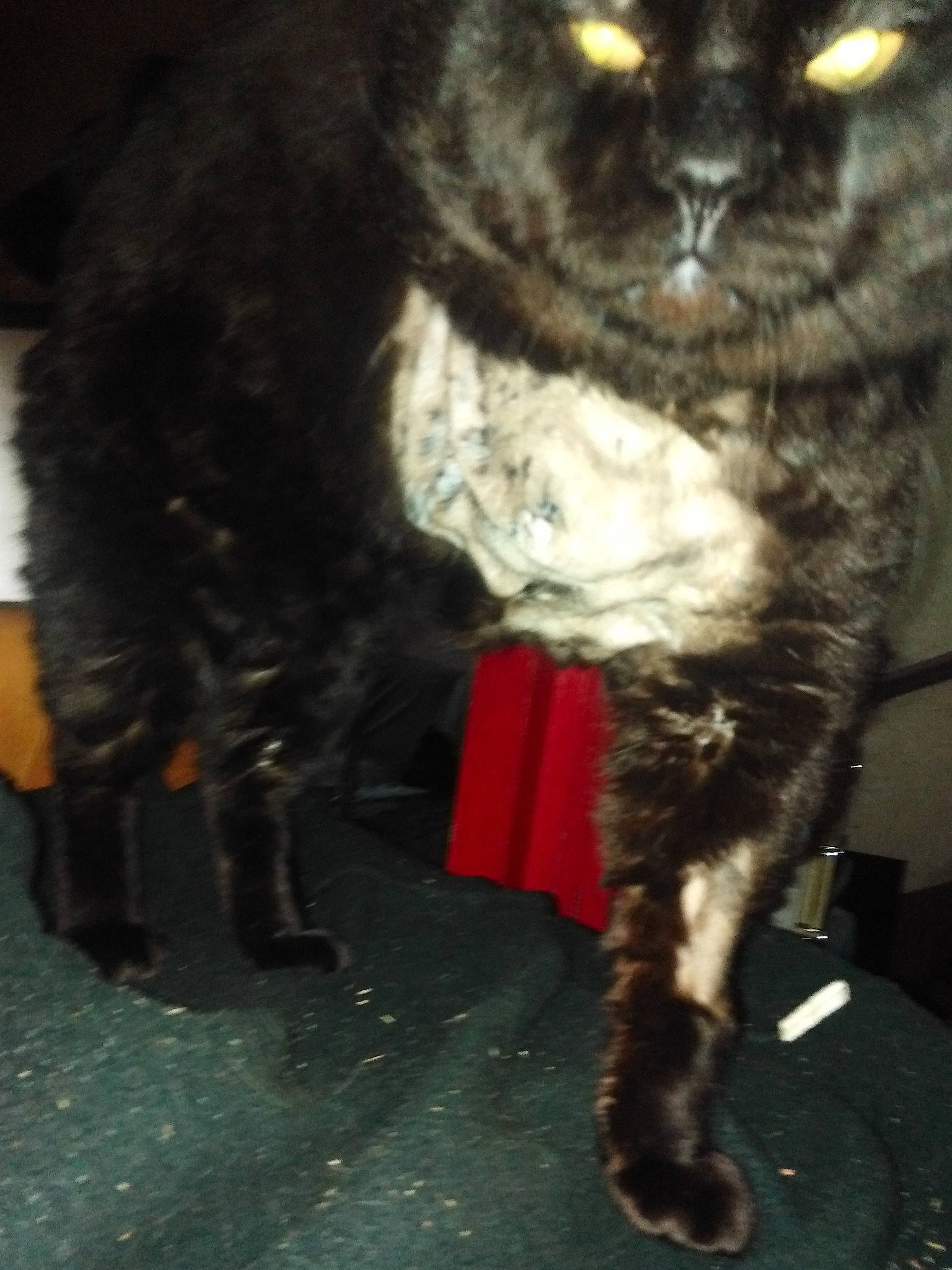 Blako a rejoint le concours — aidez-le/la à gagner de superbes lots ! black_cat, carnivore, cat, claw, collar, dog_breed, domestic_short_haired_cat, event, eye, felidae, flooring, fur, human_leg, mammal, paw, small_to_medium_sized_cats, snout, tail, terrestrial_animal, whiskers