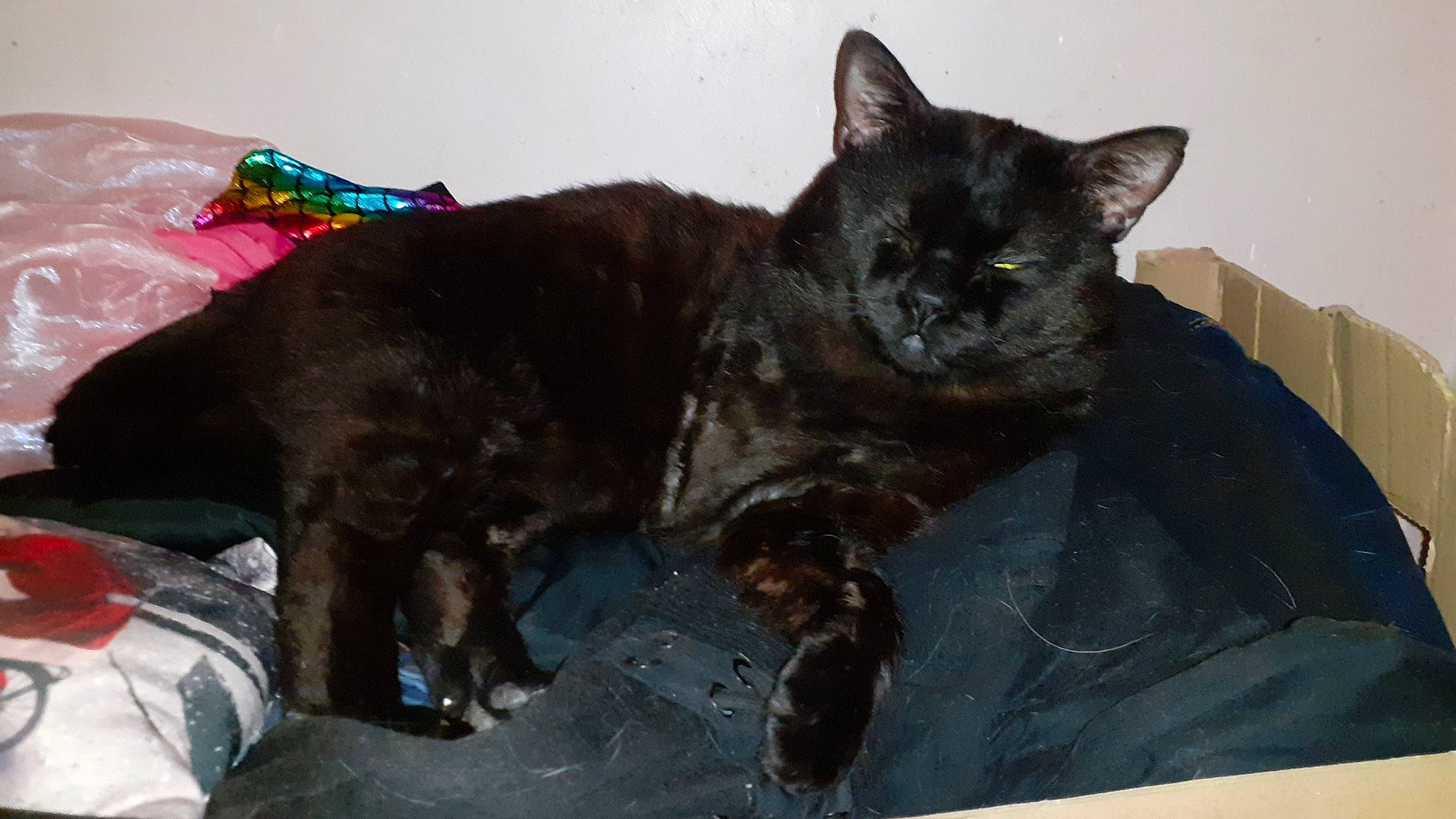 Blako participe au concours pour gagner de l'argent avec cette photo : black_cat, bombay, carnivore, cat, cat_supply, claw, comfort, dog_breed, domestic_short_haired_cat, felidae, fur, paw, small_to_medium_sized_cats, snout, tail, terrestrial_animal, whiskers