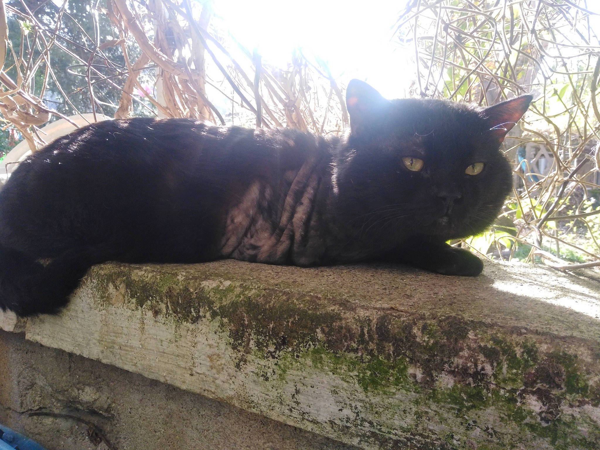 Blako participe au concours pour gagner de l'argent avec cette photo : black_cat, bombay, carnivore, cat, domestic_short_haired_cat, felidae, fur, grass, grey, organism, plant, road_surface, sky, small_to_medium_sized_cats, snout, tail, tints_and_shades, tree, whiskers, window