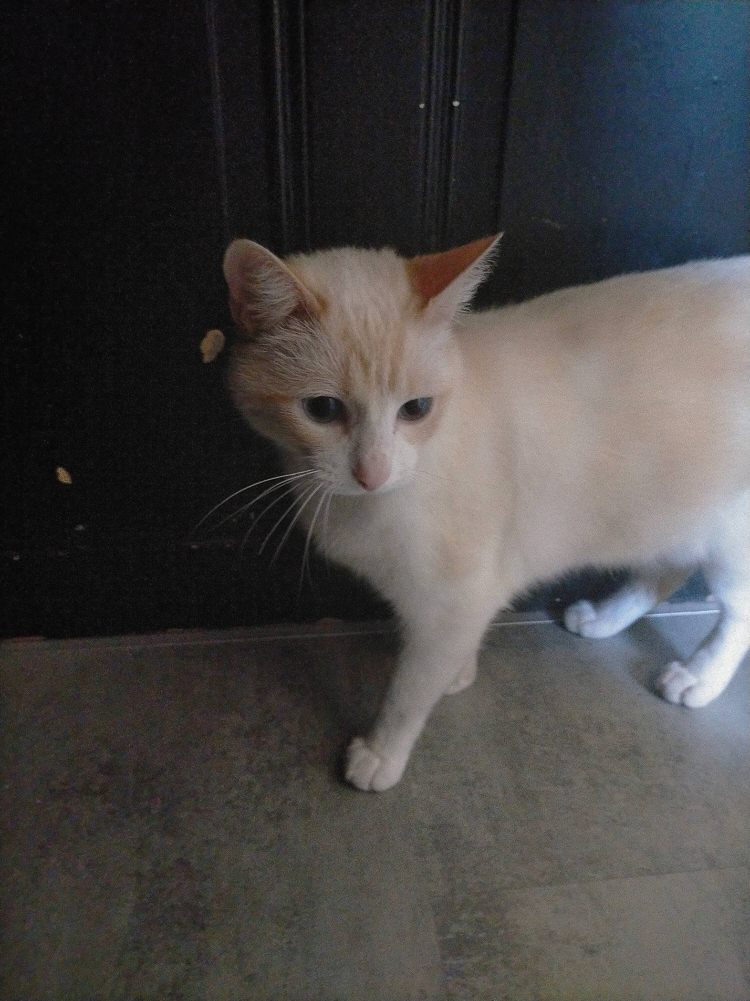 Biankito participe au concours pour gagner de l'argent avec cette photo : carnivore, cat, claw, domestic_short_haired_cat, fawn, felidae, flooring, fur, paw, small_to_medium_sized_cats, snout, tail, terrestrial_animal, whiskers, wood