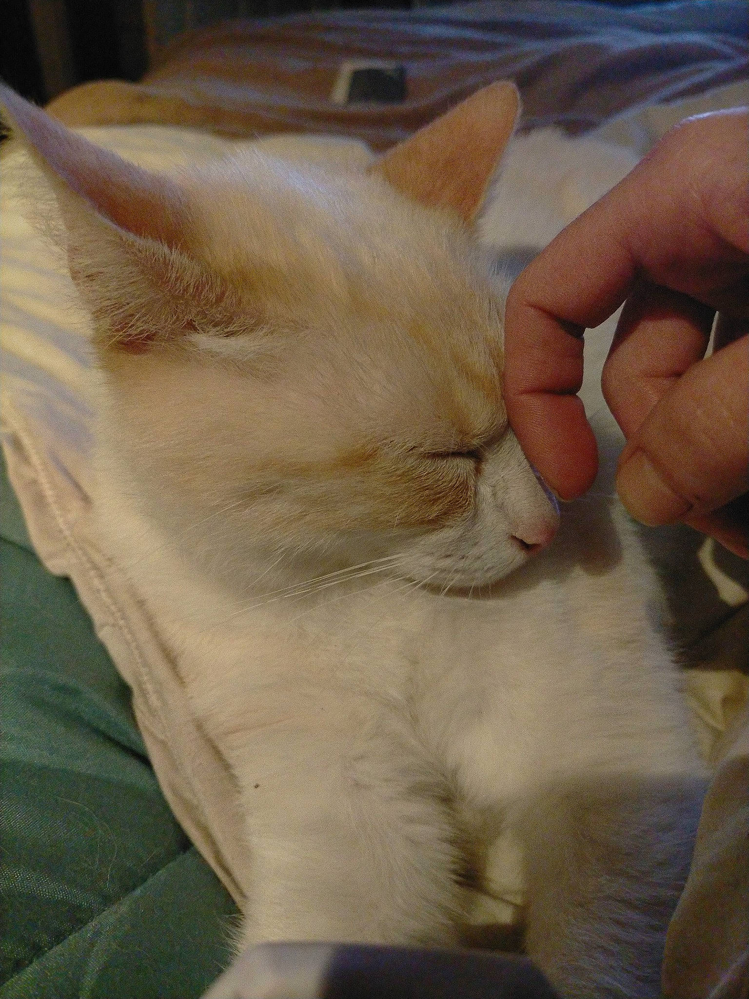 Biankito a rejoint le concours — aidez-le/la à gagner de superbes lots ! carnivore, cat, claw, comfort, domestic_short_haired_cat, ear, fawn, felidae, fur, gesture, hand, nail, nap, paw, small_to_medium_sized_cats, snout, tail, thumb, whiskers