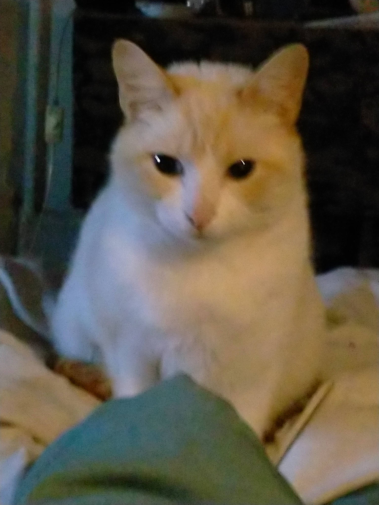 Biankito a rejoint le concours — aidez-le/la à gagner de superbes lots ! carnivore, cat, domestic_short_haired_cat, eye, fawn, felidae, fur, iris, paw, sitting, small_to_medium_sized_cats, snout, tail, whiskers, wood