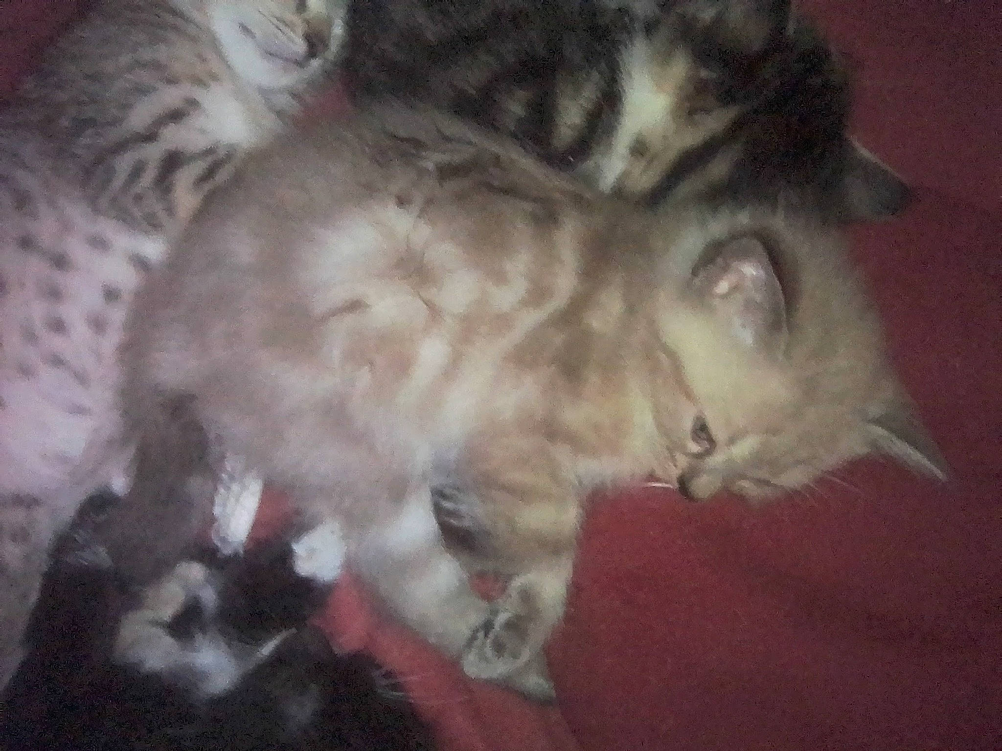 Blanko a rejoint le concours — aidez-le/la à gagner de superbes lots ! carnivore, cat, claw, cloud, comfort, darkness, domestic_short_haired_cat, ear, fawn, felidae, fur, nap, paw, sleep, small_to_medium_sized_cats, snout, tail, whiskers