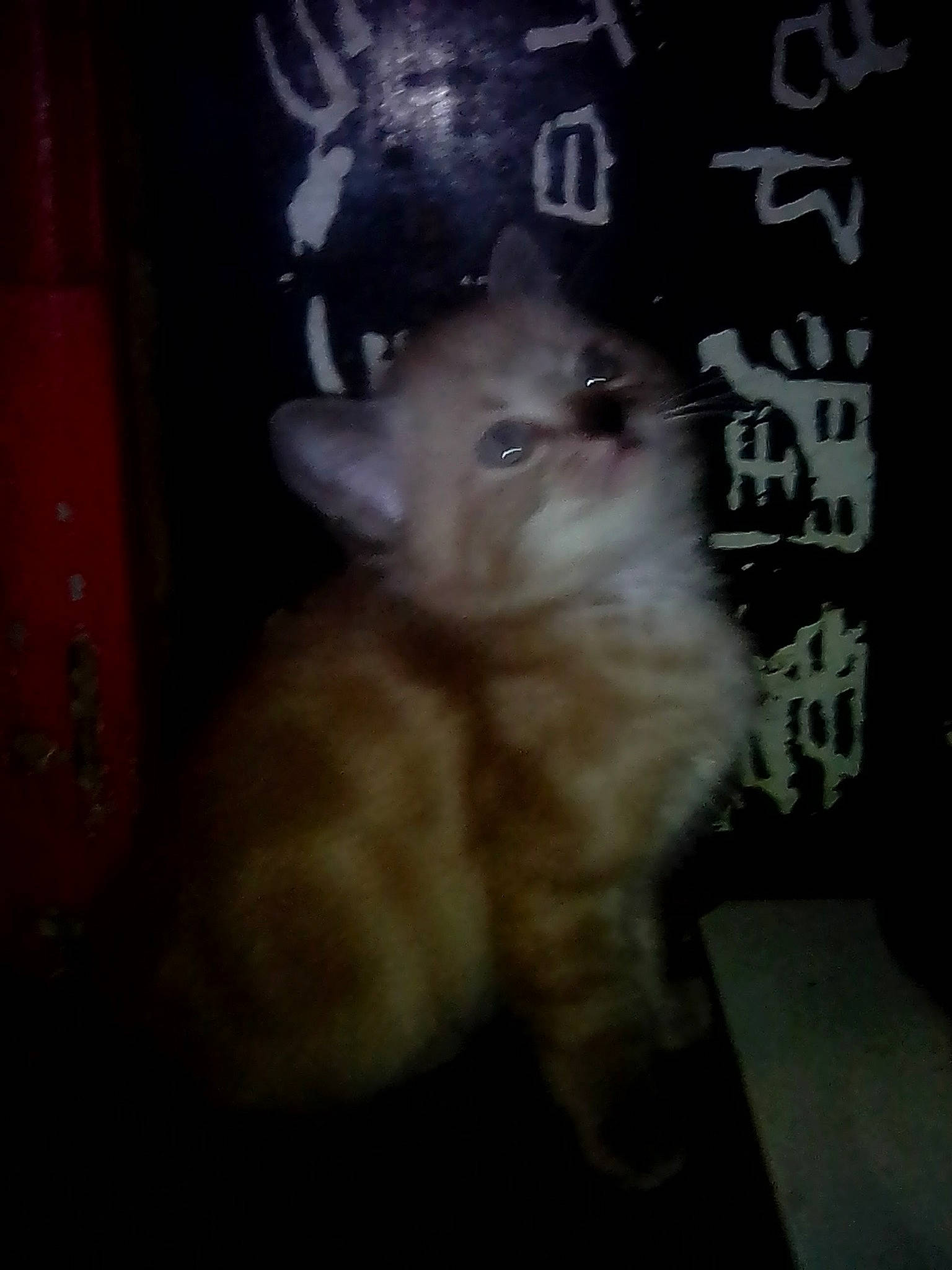 Blanko participe au concours pour gagner de l'argent avec cette photo : carnivore, cat, companion_dog, darkness, dog_breed, domestic_short_haired_cat, felidae, fur, gas, handwriting, paw, photo_caption, small_to_medium_sized_cats, snout, tail, terrestrial_animal, whiskers, wood