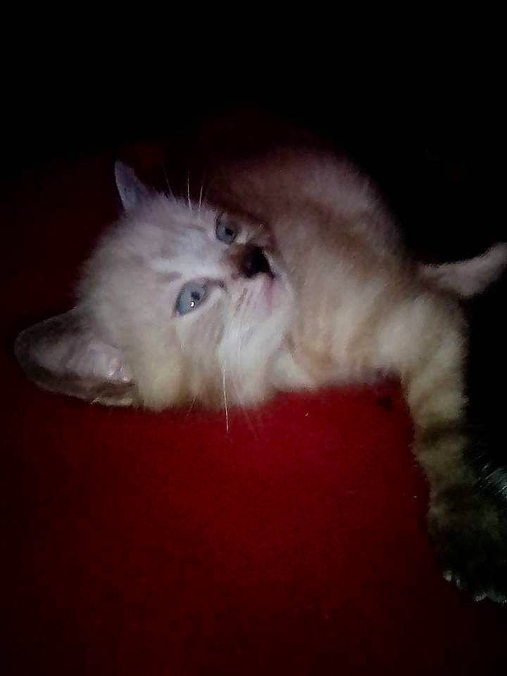 Blanko a rejoint le concours — aidez-le/la à gagner de superbes lots ! canidae, carnivore, cat, claw, comfort, darkness, eye, fawn, felidae, flooring, fur, hardwood, paw, sky, small_to_medium_sized_cats, tail, whiskers