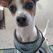 Ally joined the competition — help win amazing prizes! dog, puppy, pet, animal, ears, harness, indoor, bed, blanket, person, lap, white, brown, black, cute, young, canine, fur, tail, floor