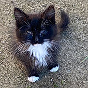 Midnight joined the competition — help win amazing prizes! adorable, animal, black_and_white, cat, curious, cute, dirt, fluffy, fur, kitten, looking_up, mammal, nature, outdoor, paws, pet, small, tail, whiskers, young