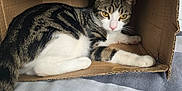 Pebble joined the competition — help win amazing prizes! cat, tabby, cardboard_box, indoor, yellow_eyes, white_paws, feline, pet, resting, curious, striped_fur, closeup, cozy, animal, laying, box_interior, soft_surface, domestic_cat, whiskers, relaxed