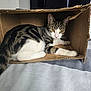 cat, tabby, cardboard_box, indoor, yellow_eyes, white_paws, feline, pet, resting, curious, striped_fur, closeup, cozy, animal, laying, box_interior, soft_surface, domestic_cat, whiskers, relaxed