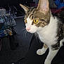 cat, tabby, white_fur, yellow_eyes, pet, indoor, glass_table, carpet, furniture, whiskers, closeup, curious, animal, domestic_cat, mammal, paw, face, household, blurred_background, resting