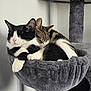 Felix is registered to the contest to win money with this photo: cat, cats, sleeping, snuggling, black_and_white, tabby, pet, indoor, cozy, cat_hammock, fur, paws, whiskers, relaxed, animal, cute, companion, feline, resting, soft