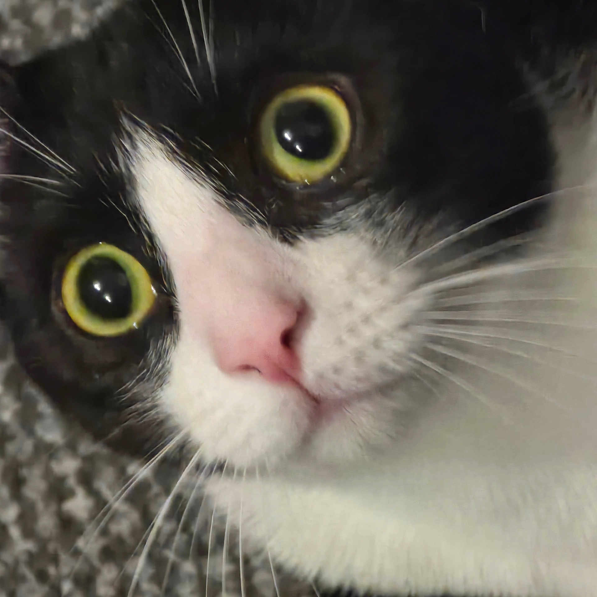 Felix joined the competition — help win amazing prizes! cat, close_up, black_and_white, green_eyes, pink_nose, whiskers, curious, pet, feline, animal, face, portrait, indoor, fur, cute, domestic_animal, looking, alert, muzzle, soft