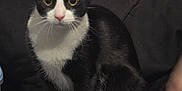 Felix joined the competition — help win amazing prizes! cat, tuxedo_cat, black_and_white, pet, indoor, couch, furniture, curious, animal, whiskers, eyes, sitting, domestic_cat, closeup, fur, mammal, companion, cozy, carpet, package