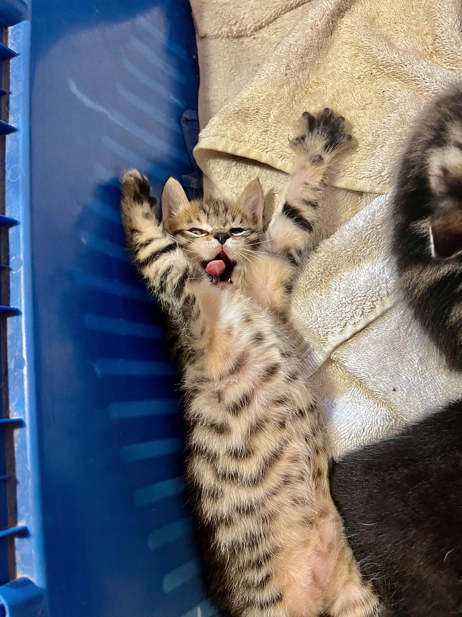 Urgo a rejoint le concours — aidez-le/la à gagner de superbes lots ! carnivore, cat, claw, comfort, domestic_short_haired_cat, fawn, felidae, foot, fur, ladder, nap, paw, sleep, small_to_medium_sized_cats, snout, tail, terrestrial_animal, whiskers