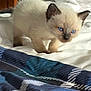 Holly Baby joined the competition — help win amazing prizes! kitten, cat, siamese, blue_eyes, bed, blanket, indoor, furniture, wood, table, comfort, cute, pet, animal, small, white, soft, fur, young, exploring
