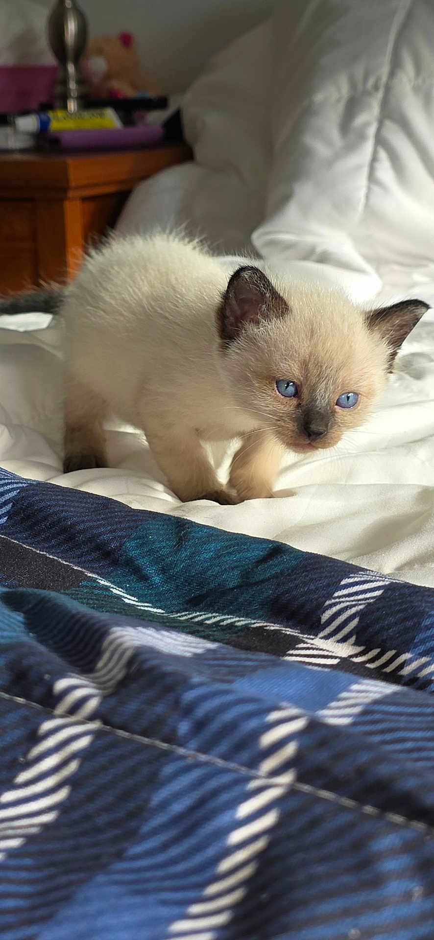 Holly Baby joined the competition — help win amazing prizes! kitten, cat, siamese, blue_eyes, bed, blanket, indoor, furniture, wood, table, comfort, cute, pet, animal, small, white, soft, fur, young, exploring