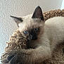 Holly Baby joined the competition — help win amazing prizes! kitten, siamese, cat, blue_eyes, paw, fur, pet, animal, cute, feline, resting, blanket, texture, indoor, closeup, young, whiskers, claws, curious, soft