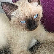 Holly Baby is registered to the contest to win money with this photo: cat, kitten, siamese, blue_eyes, furry, pet, animal, cute, close_up, resting, purple_blanket, soft, cozy, domestic, whiskers, young, indoor, fur, sleepy, adorable