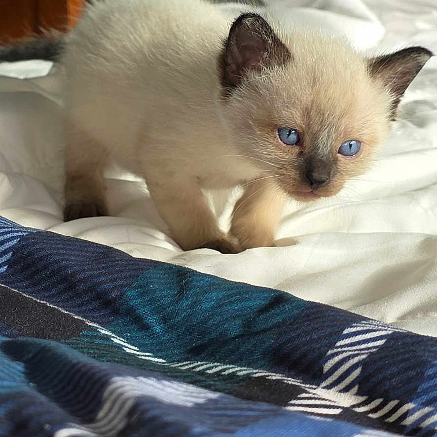 Baby is registered to the contest to win money with this photo: animal, bed, blanket, blue_eyes, cat, comfort, cozy, curious, cute, feline, fur, furniture, indoor, kitten, pet, rest, siamese, small, soft_light, white_sheets
