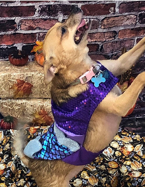Roxy is registered to the contest to win money with this photo: canidae, carnivore, collar, companion_dog, dog, dog_breed, dog_clothes, dog_collar, dog_supply, electric_blue, fawn, felidae, fur, happy, leash, snapshot, snout, sporting_group, tail, vertebrate