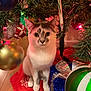 Bubbles is registered to the contest to win money with this photo: cat, christmas_tree, ornament, holiday, festive, decorations, animal, pet, indoor, floor, ribbon, candy_cane, red, green, white, gold, blue, tinsel, cute, curious
