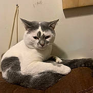 Bubbles is registered to the contest to win money with this photo: cat, white_cat, gray_cat, sitting, indoor, feline, pet, fur, tail, couch, resting, animal, domestic_animal, relaxed, ears, whiskers, closeup, furniture, wall, household