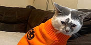 Bubbles joined the competition — help win amazing prizes! cat, orange_sweater, pumpkin_design, indoor, brown_couch, wall_decor, pet, sitting, feline, cozy, household, animal, cute, costume, holiday, fall, decor, domestic, whiskers, fur
