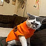 cat, orange_sweater, pumpkin_design, indoor, brown_couch, wall_decor, pet, sitting, feline, cozy, household, animal, cute, costume, holiday, fall, decor, domestic, whiskers, fur