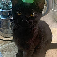 Pickle is registered to the contest to win money with this photo: black_cat, cat, pet, animal, yellow_eyes, feline, indoor, kitchen, appliance, towel, sitting, curious, domestic_cat, whiskers, ears, fur, cute, closeup, household, companion