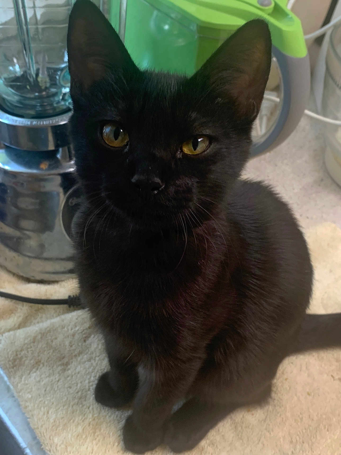 Pickle is registered to the contest to win money with this photo: black_cat, cat, pet, animal, yellow_eyes, feline, indoor, kitchen, appliance, towel, sitting, curious, domestic_cat, whiskers, ears, fur, cute, closeup, household, companion