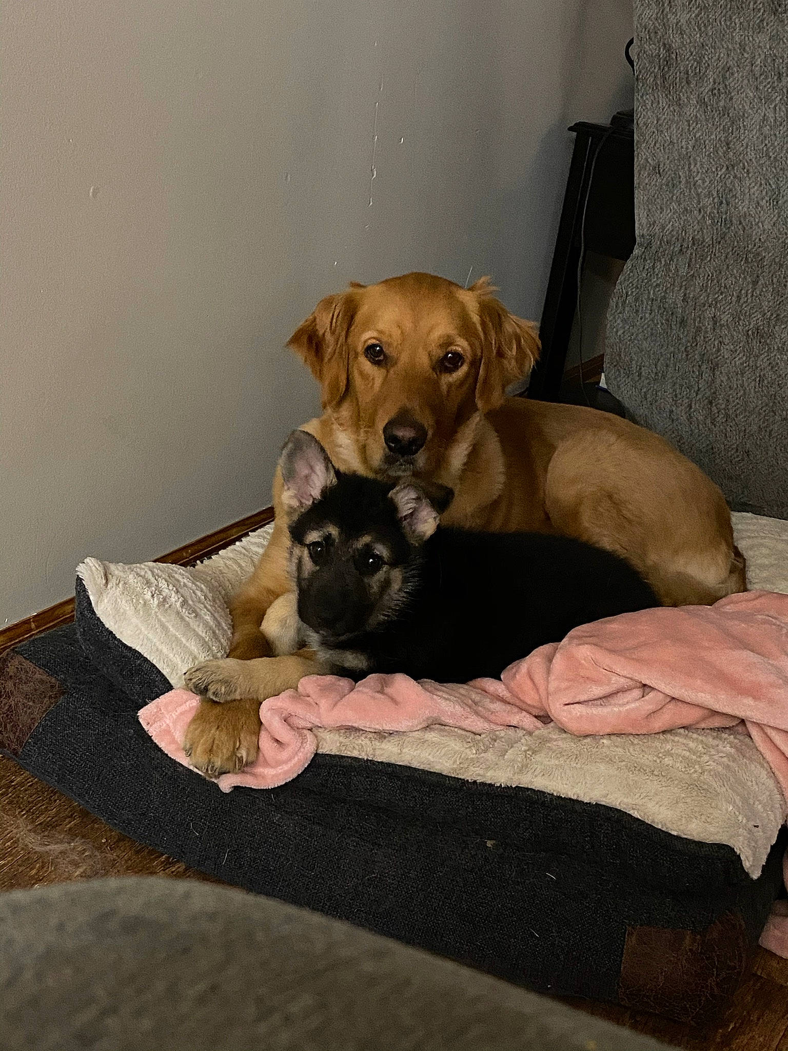 Marley joined the competition — help win amazing prizes! canidae, carnivore, comfort, companion_dog, dog, dog_breed, dog_supply, fawn, liver, pet_supply, snout, sporting_group, working_animal, working_dog